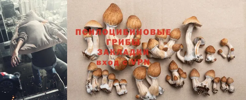 Галлюциногенные грибы Psilocybe  Бабушкин 